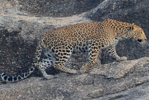 Leopard Safari Jawai Manohar Vilas